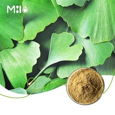 Polvo de extracto de ginkgo biloba